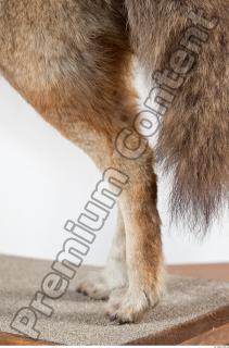 Wolf leg photo reference 0004